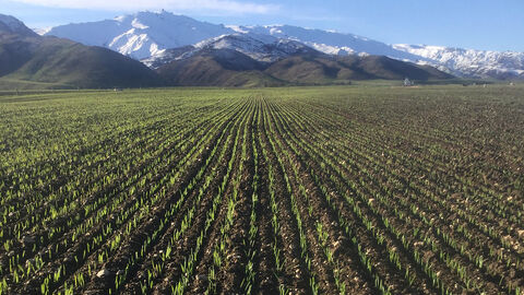 Catch Crop square 2