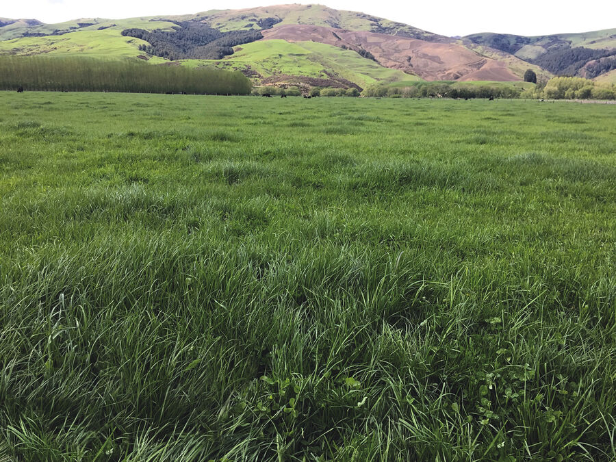 Prennial Ryegrass