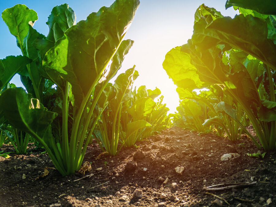 Adobe Stock 1543926008