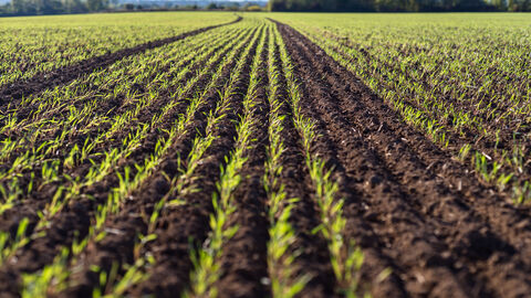 Shutterstock 1207512334