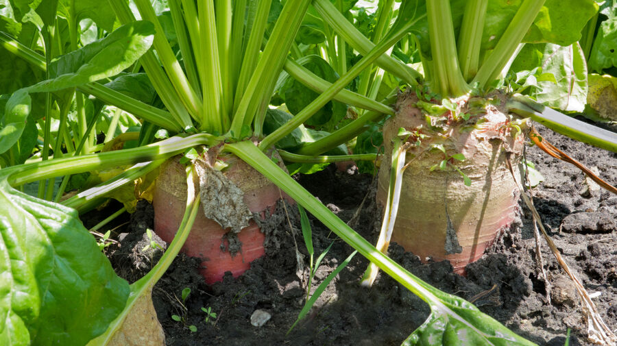 Beet