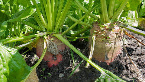 Beet