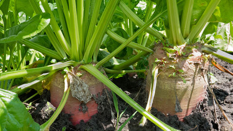 Beet