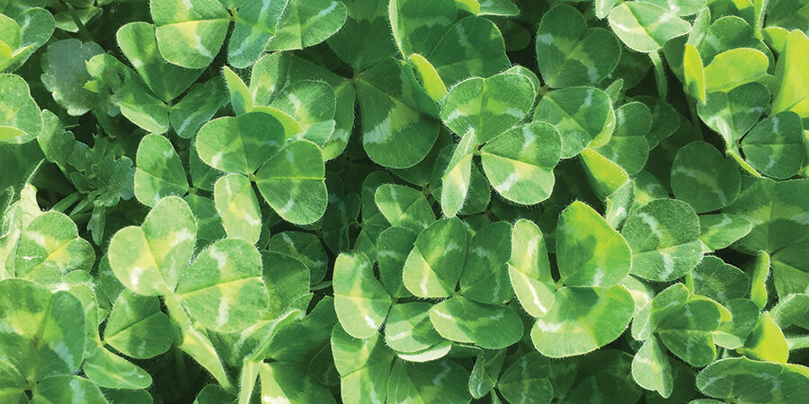 Sub clover 1